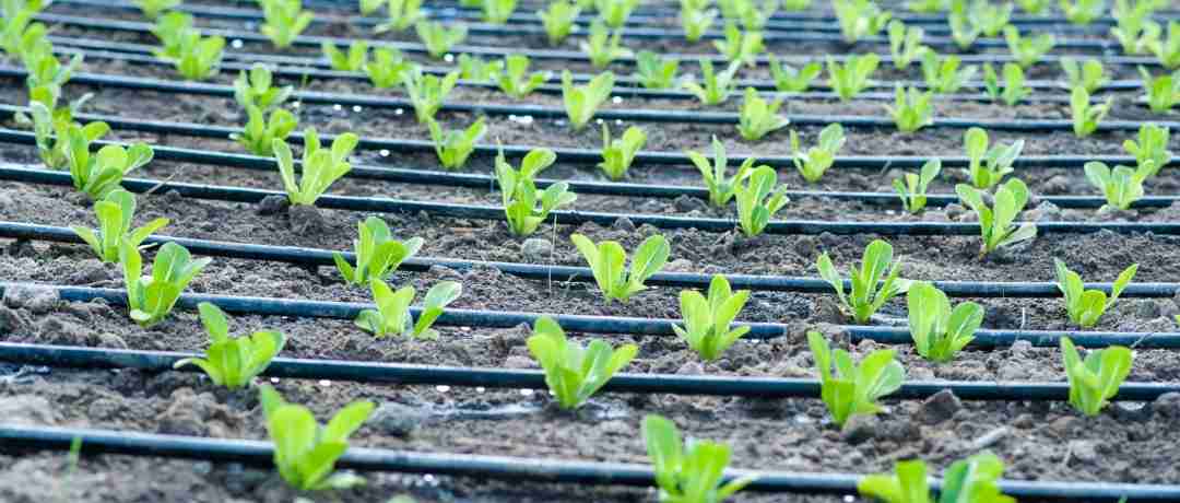 Irrigação por gotejamento